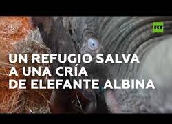Enlace a Un refugio rescata a una cría de elefante albina