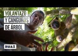 Enlace a Wild Frank encuentra canguros de árbol en un pequeño bosque