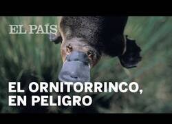 Enlace a El ornitorrinco, en peligro en el sur de Australia