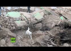 Enlace a Perro de rescate busca supervivientes tras los terremotos de Turquía