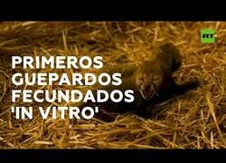 Enlace a Nacen los primeros guepardos fecundados 'in vitro'