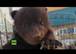 Enlace a Encuentran 3 oseznos en una caja cerca de un refugio de animales