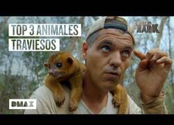 Enlace a Los animales más traviesos que Wild Frank se ha encontrado en México