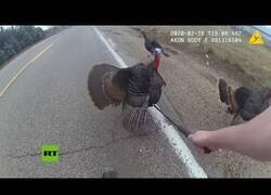 Enlace a Un policía intenta retirar unos pavos de la carretera, pero estos se rebelan contra él