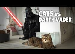 Enlace a ¿Cómo reaccionan los gatos ante la presencia de Darth Vader?