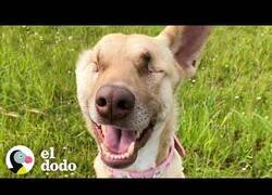Enlace a Una perrita que no tiene impedimentos para ser feliz a pesar de ser ciega