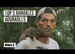Enlace a Los 5 animales más adorables que Wild Frank se ha encontrado en Brasil