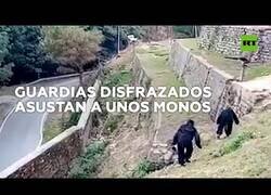 Enlace a Dos agentes ahuyentan a unos monos de un barrio disfrazados de gorila