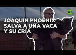 Enlace a Joaquin Phoenix rescata a una vaca y su cría de un matadero