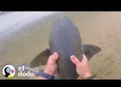 Enlace a Un hombre rescata a 3 tiburones con sus propias manos