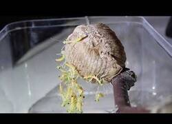 Enlace a Así es el nacimiento de la mantis religiosa