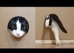 Enlace a Reduciendo el agujero de entrada de un gato