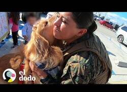 Enlace a Un perro se emociona al ver a su 'mamá' más de un año después