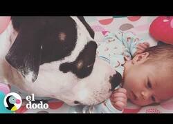 Enlace a Una perrita se convierte en la mejor niñera