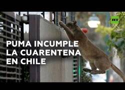 Enlace a Un puma pasea por la calle en Chile en plena cuarentena