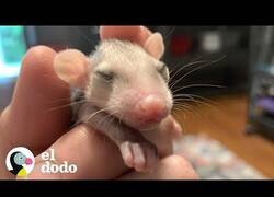 Enlace a Así crecen las crías de zarigüeya