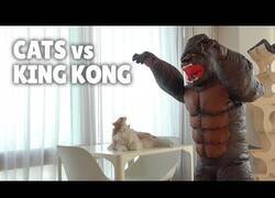 Enlace a ¿Cómo reaccionan los gatos cuando les persigue King Kong?