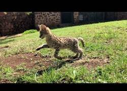 Enlace a Jugando con una cría de gato serval