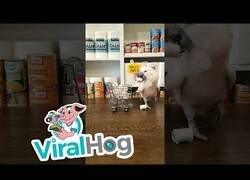 Enlace a La cacatúa de la cuarentena