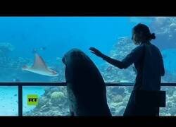 Enlace a Un león marino sale a pasear por un acuario vacío