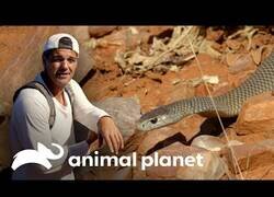 Enlace a Wild Frank se encuentra con una de la serpientes más peligrosas del mundo