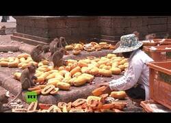 Enlace a Mercaderes tailandeses dan de comer a los monos mientras se hunde el turismo de la zona