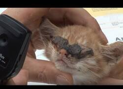 Enlace a Operan a un gato ciego al que no se le desarrollaron bien los ojos