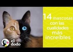 Enlace a 14 mascotas con increíbles cualidades