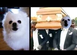 Enlace a El meme del ataúd: Versión perro