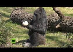 Enlace a La gorila más vieja del mundo celebra su 63º cumpleaños en el zoo de Berlin
