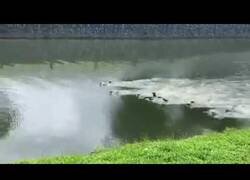 Enlace a Pelea entre dos clanes de nutrias por la propiedad de un territorio