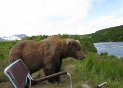 Enlace a Un oso se sienta a observar el río junto a un montañista