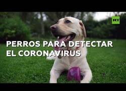 Enlace a Entrenan a perros para detectar el coronavirus