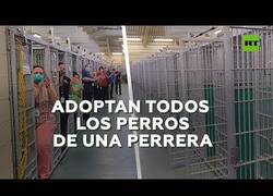 Enlace a Una perrera queda vacía tran encontrar hogar para todos los perros