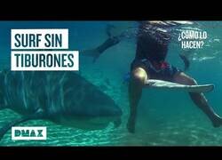 Enlace a Así se evitan los ataques de tiburón en zonas costeras