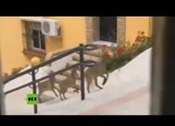 Enlace a Cabras montesas pasean por la calles de Morón de la Frontera, en Andalucía