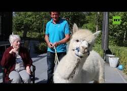 Enlace a Alpacas visitan un asilo para animar a los residentes durante el confinamiento