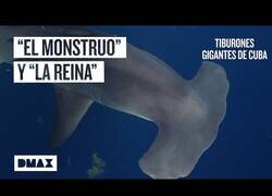 Enlace a En busca de tiburones gigantes en zonas peligrosas de Cuba