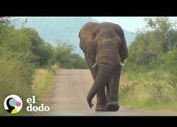 Enlace a Un elefante se acerca a saludar a un grupo de personas