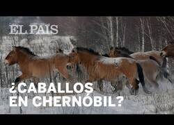 Enlace a Aparecen caballos en la zona de exclusión de Chernóbil