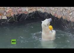 Enlace a Una osa polar quiere jugar al voleibol con su cuidadores