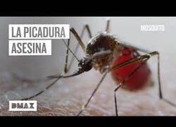 Enlace a Los mosquitos y su capacidad de transmitir enfermedades