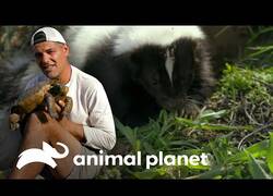 Enlace a Wild Frank se deja olfatear por una mofeta