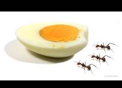 Enlace a ¿Cuánto tardan las hormigas en comerse un huevo duro?