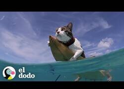 Enlace a El gato surfero