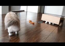 Enlace a Así reaccionan los gatos ante un ciempiés de juguete