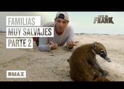 Enlace a Wild Frank encontrando familias de animales [PARTE 2]