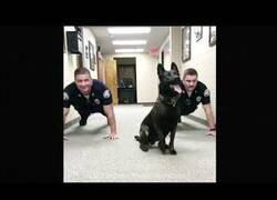 Enlace a Un perro policía se suma a las flexiones de sus compañeros