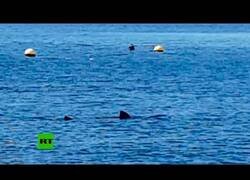 Enlace a Avistan un tiburón en la playa de Calahonda, Granada