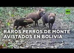 Enlace a Captan a unos extraños perros de monte en Bolivia